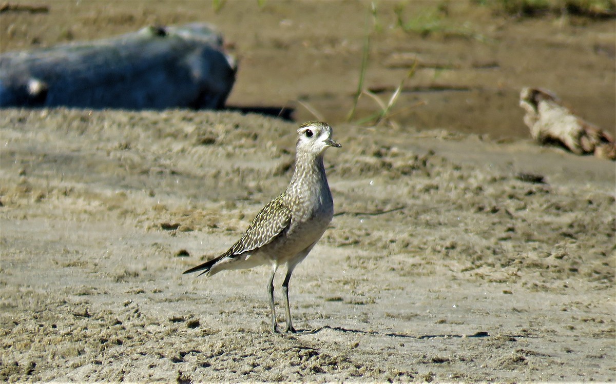 American Golden-Plover - ML371449761