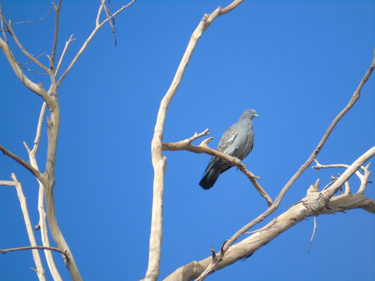 Spot-winged Pigeon - Juan Pablo Rivas