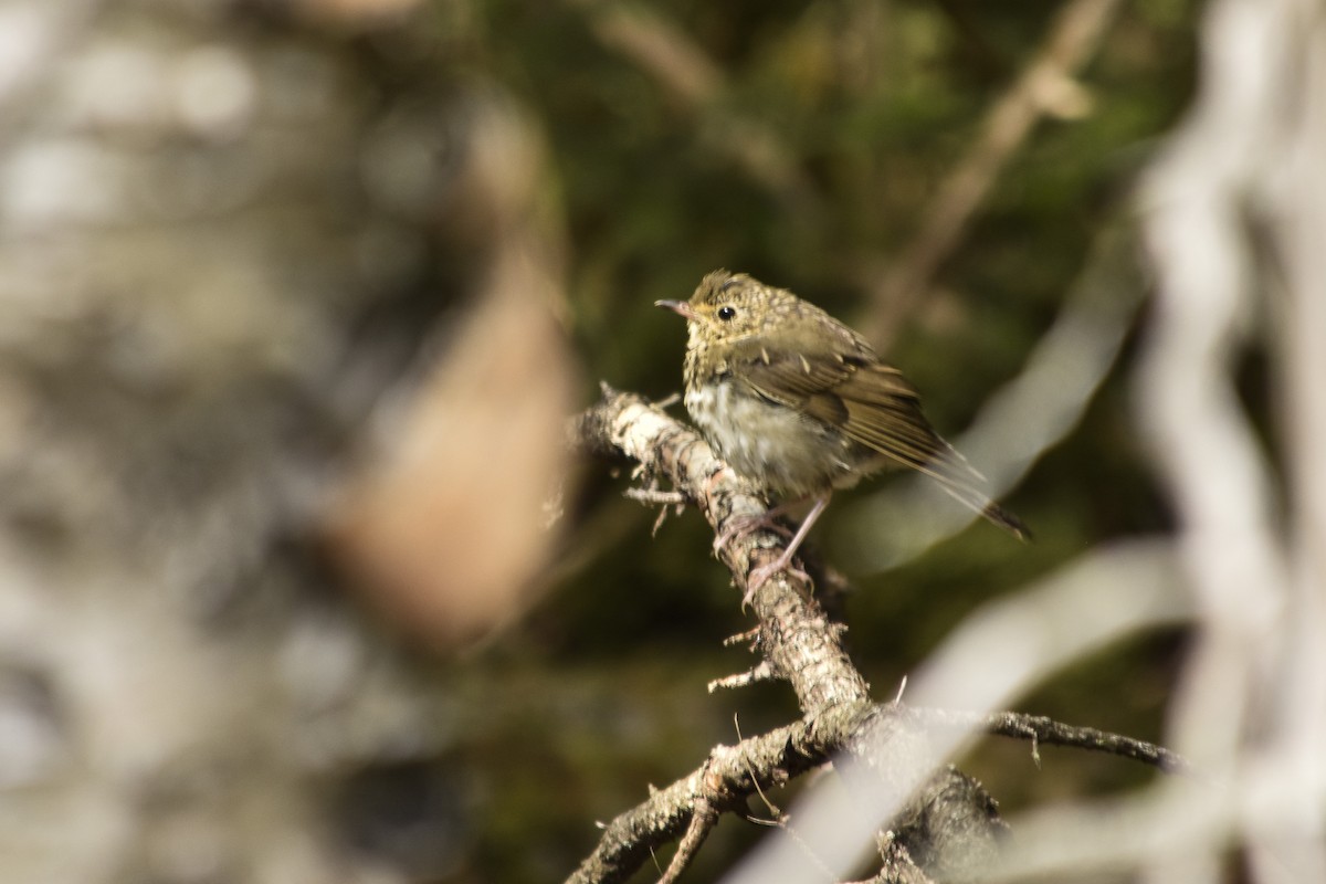 Swainson's Thrush - ML371451381