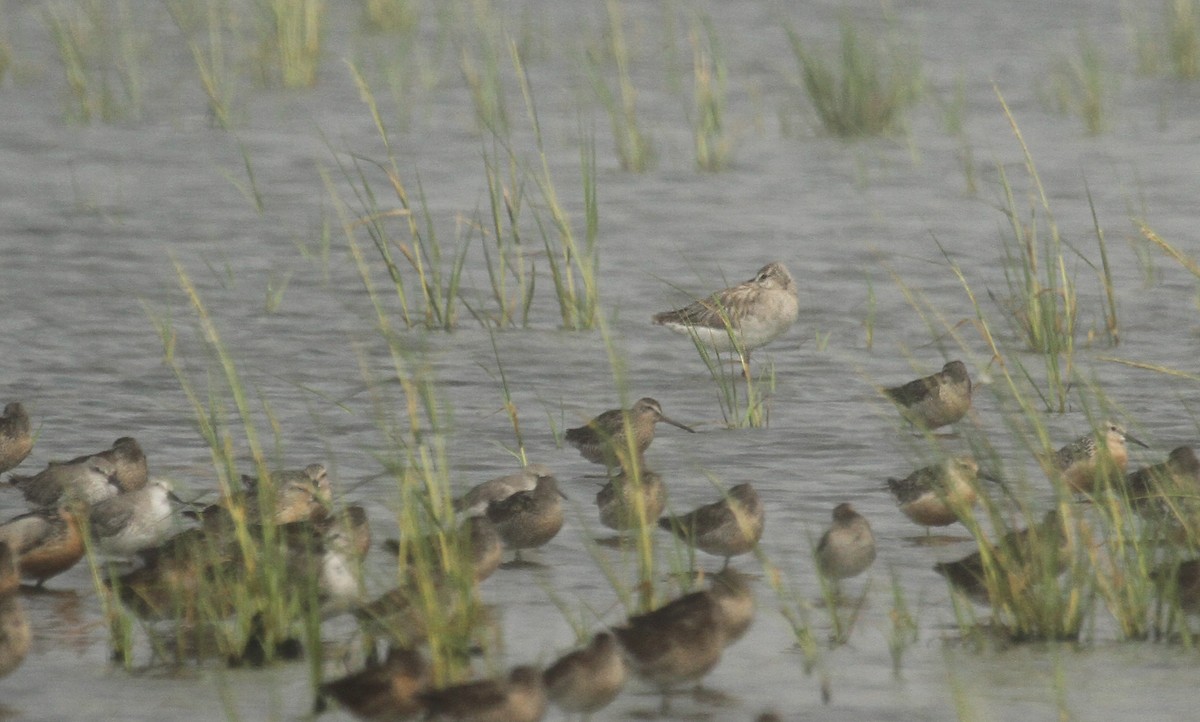 Bar-tailed Godwit (European) - ML37145181