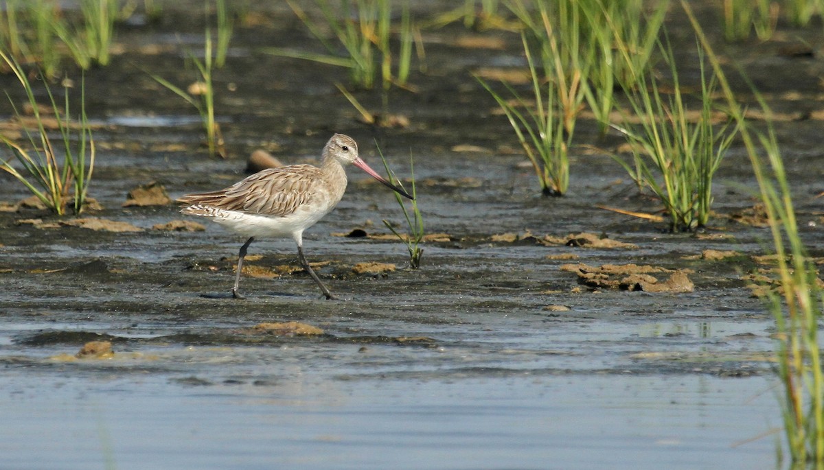 Bar-tailed Godwit (European) - Ryan Schain