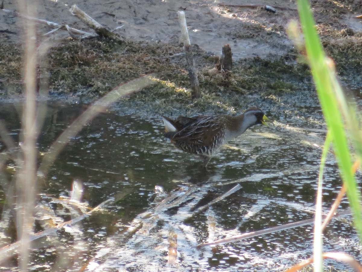 Polluela Sora - ML371452531