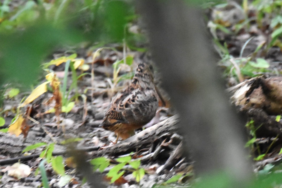 American Woodcock - ML371452761