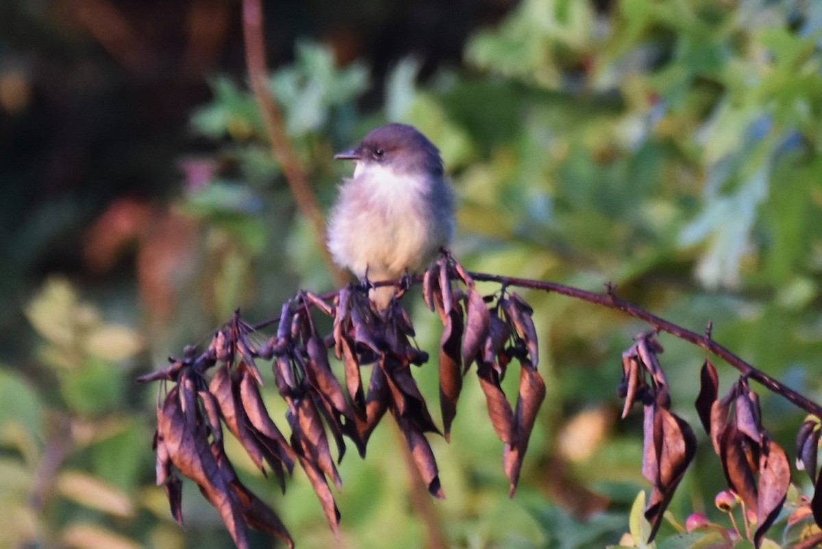 Eastern Phoebe - ML371454161