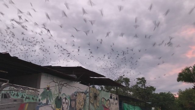 Golondrina Sureña - ML371455301