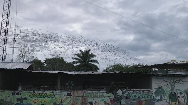 Golondrina Sureña - ML371455471