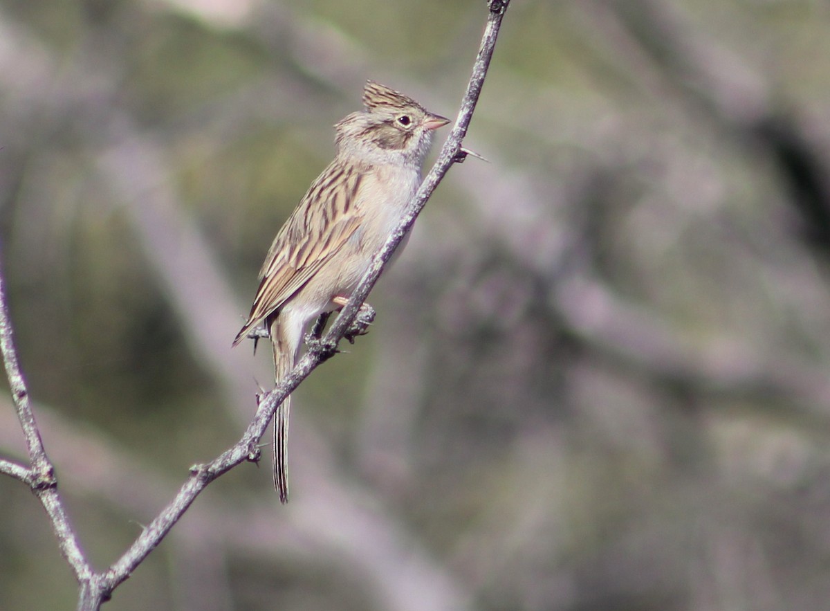 Brewer's Sparrow - ML371456161