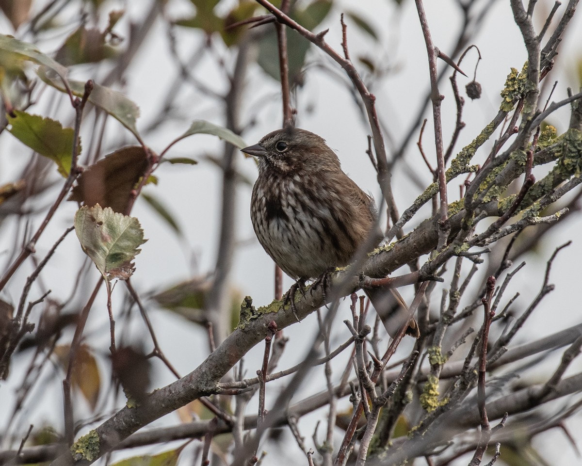 Song Sparrow - ML371456191