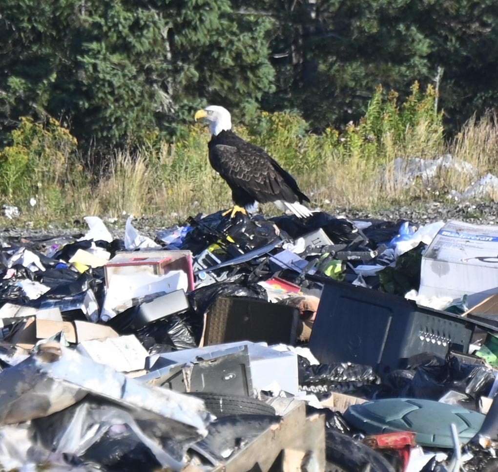 Bald Eagle - ML371456301