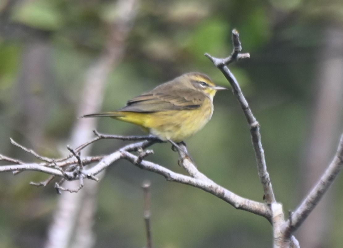 Palm Warbler - Rayfield  Pye