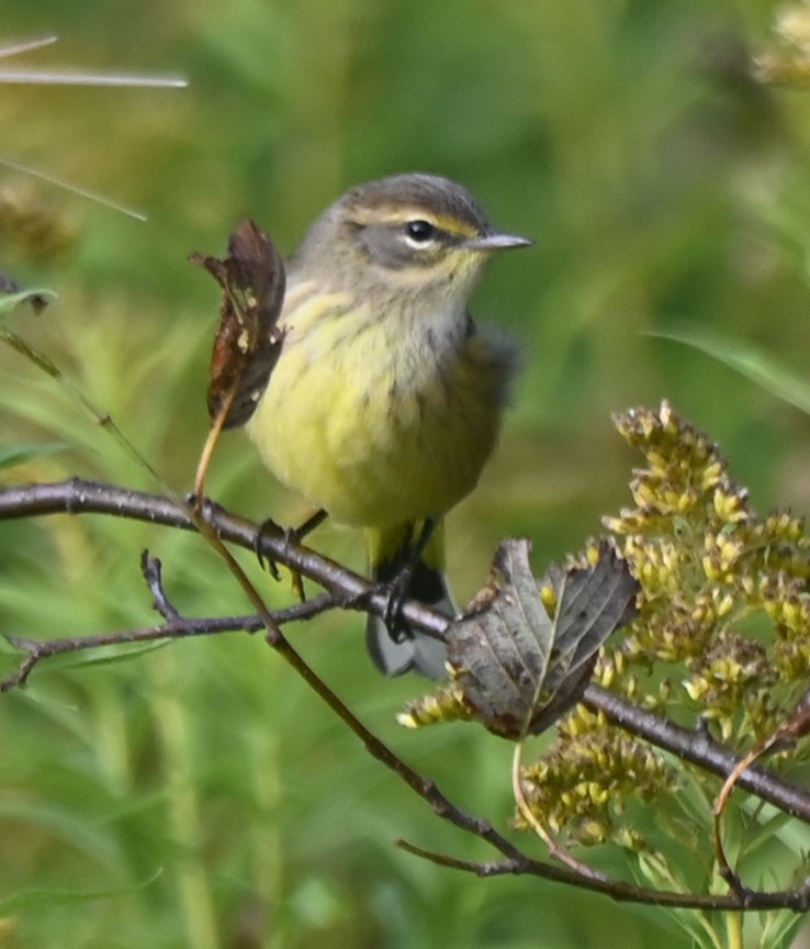 Palm Warbler - Rayfield  Pye