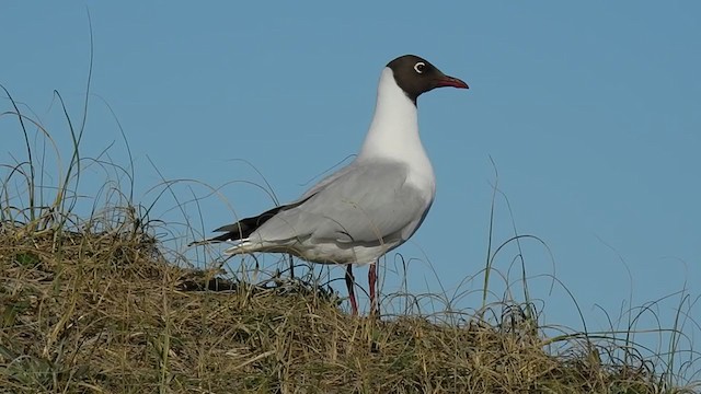 Brown-hooded Gull - ML371458121