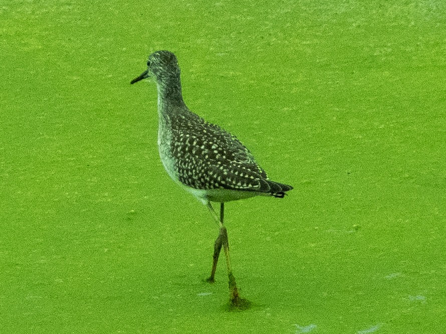 Lesser Yellowlegs - ML371458361