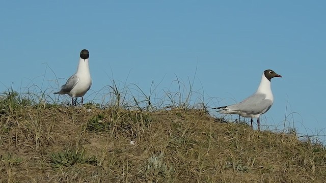 Brown-hooded Gull - ML371458491