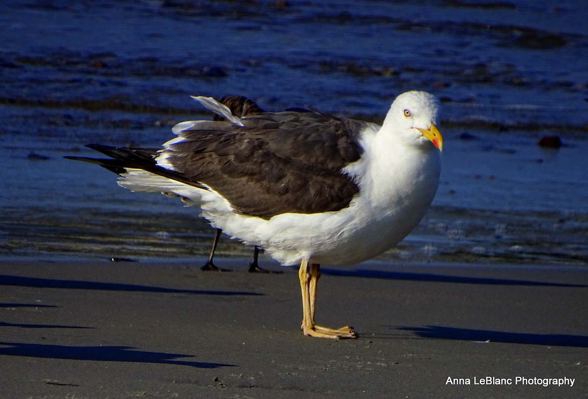 Lesser Black-backed Gull - ML371458751