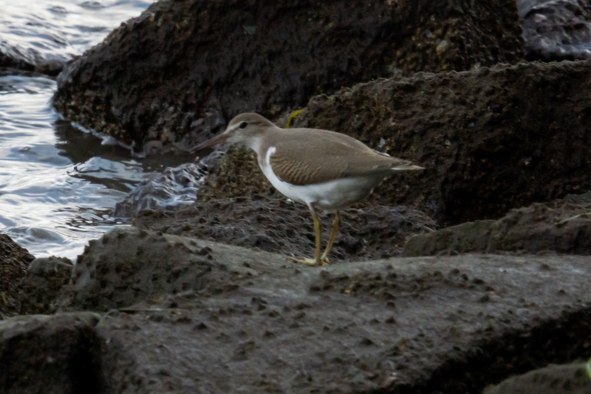 Spotted Sandpiper - ML371460321