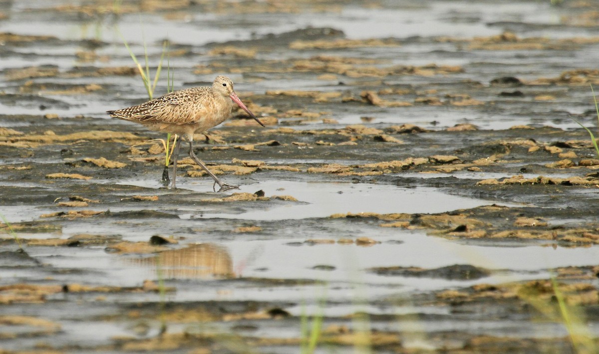 Marbled Godwit - ML37146051