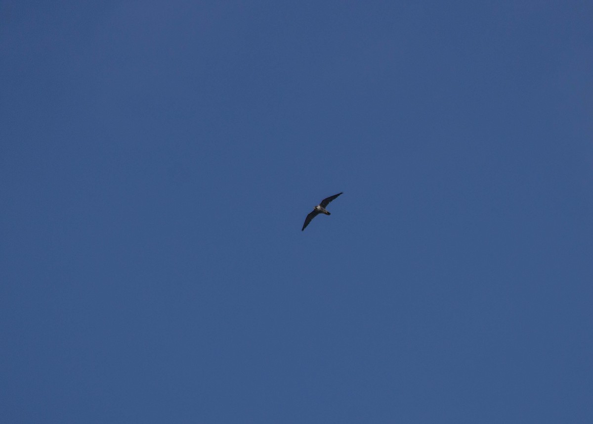 Peregrine Falcon - ML371460731