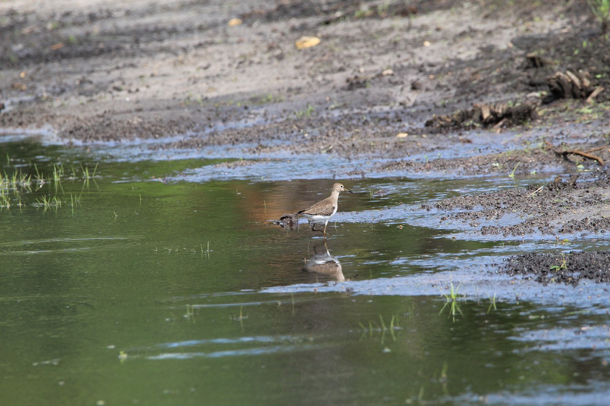 Solitary Sandpiper - ML371461351