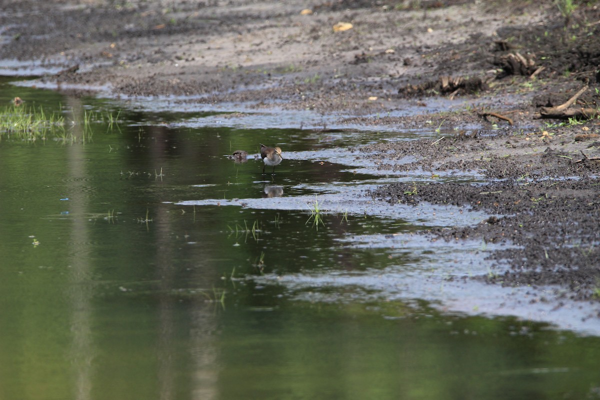 Solitary Sandpiper - ML371461461