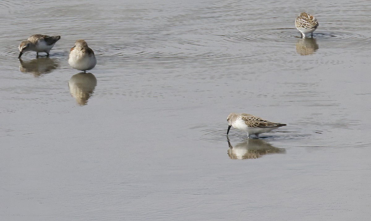 Western Sandpiper - George Nothhelfer