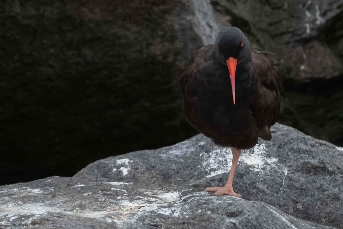 Black Oystercatcher - ML371461721