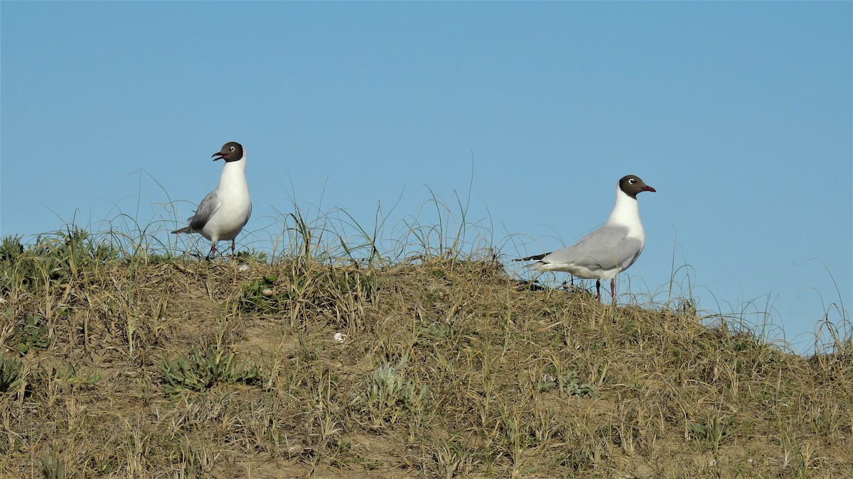 Brown-hooded Gull - ML371462171