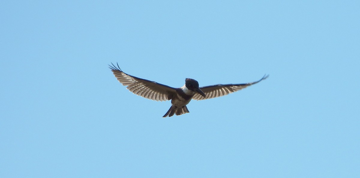 Belted Kingfisher - ML371462681