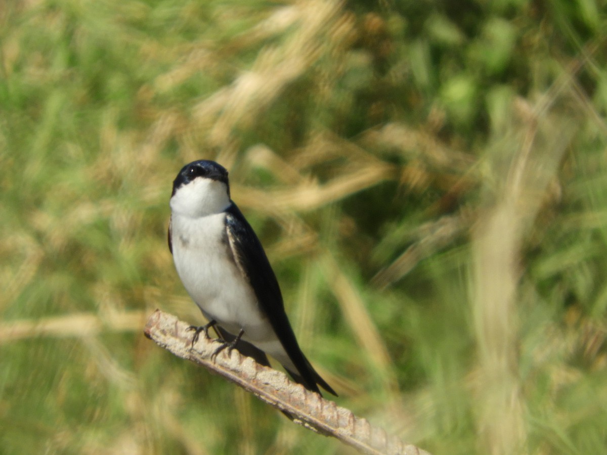 Chilean Swallow - Silvia Enggist