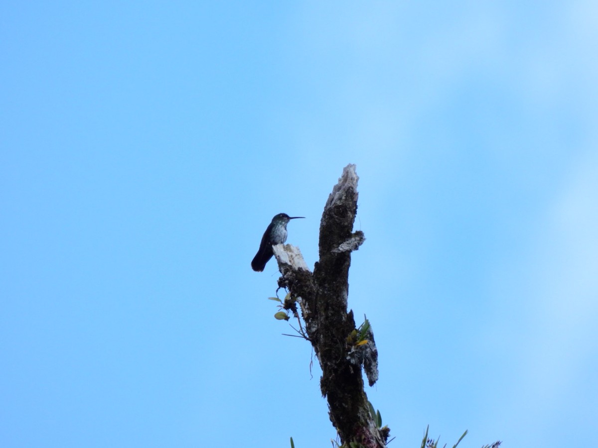 Many-spotted Hummingbird - ML371467881