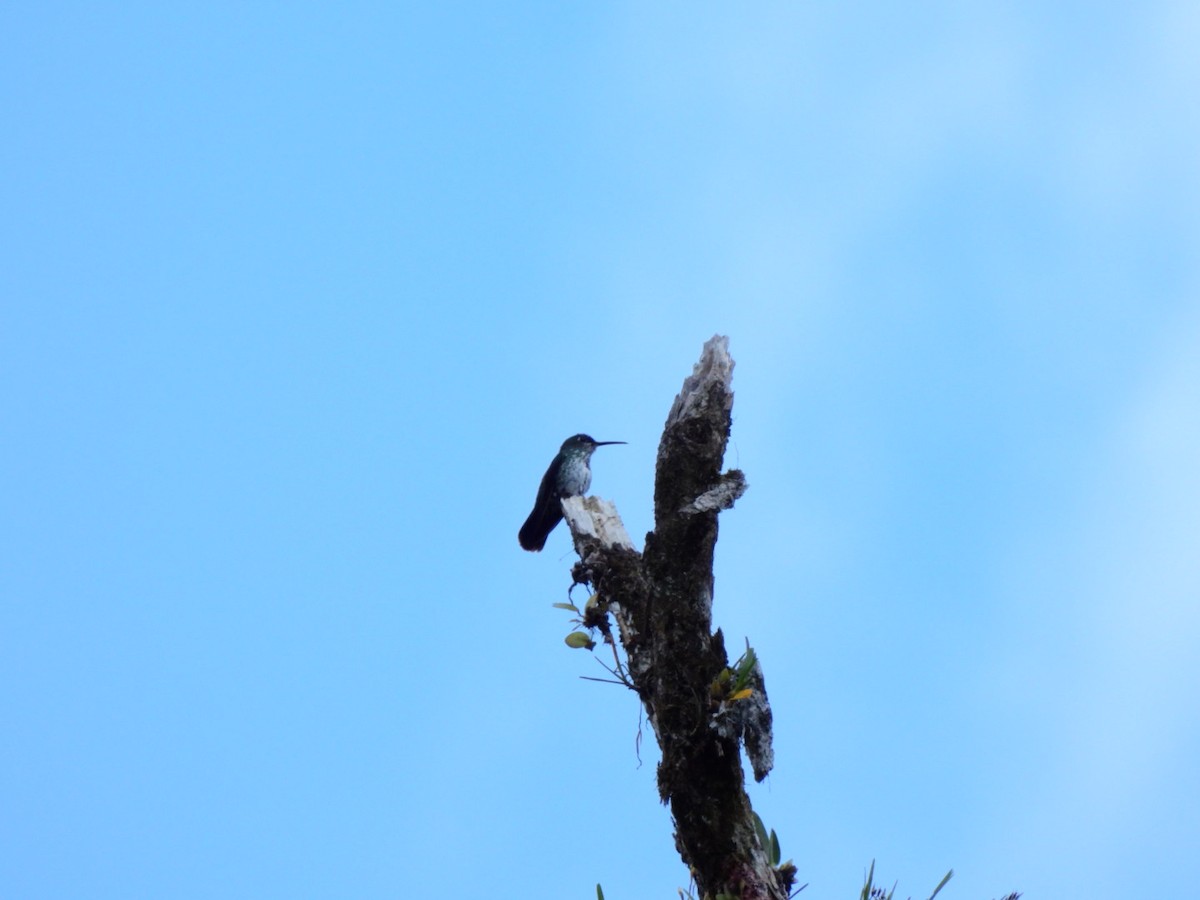 Many-spotted Hummingbird - ML371467891