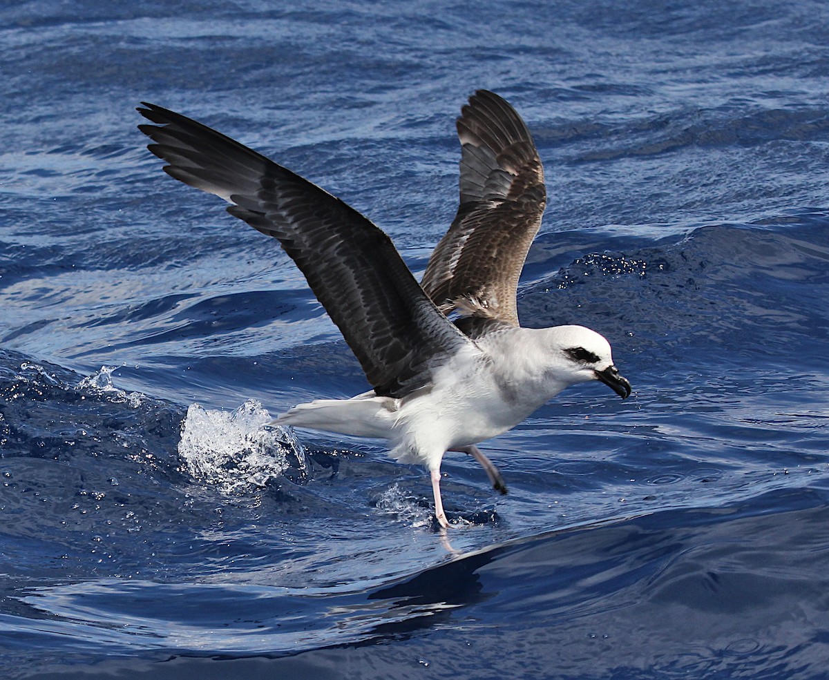 Petrel Cabeciblanco - ML371468291