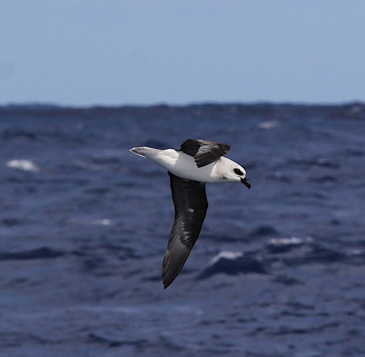 White-headed Petrel - Niel Bruce