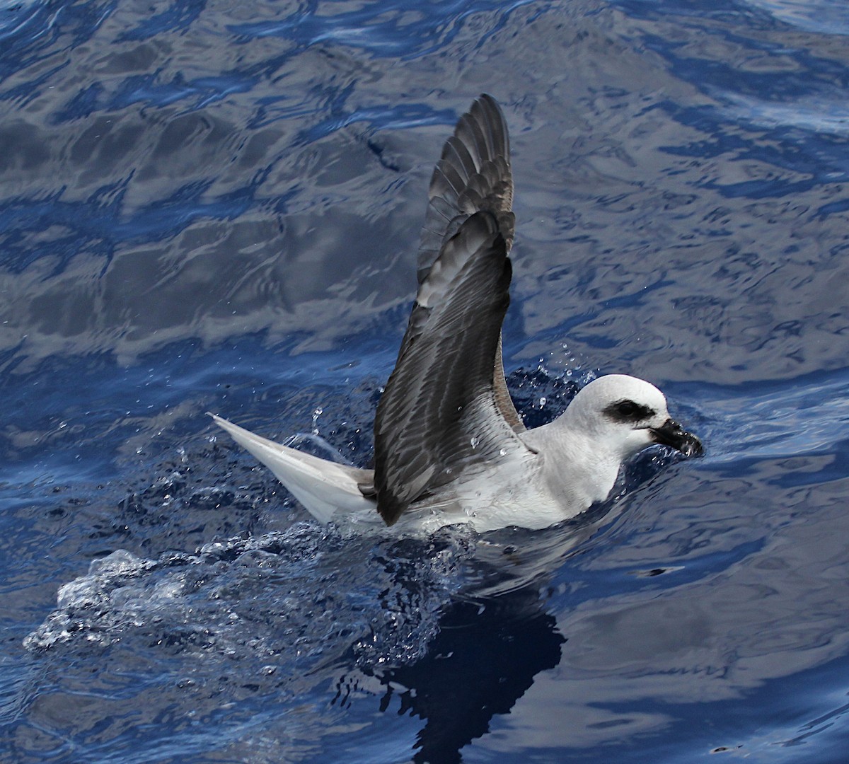 White-headed Petrel - ML371469281