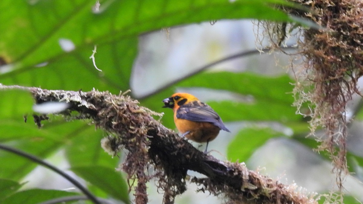 Golden Tanager - Luis Alberto Salagaje Muela