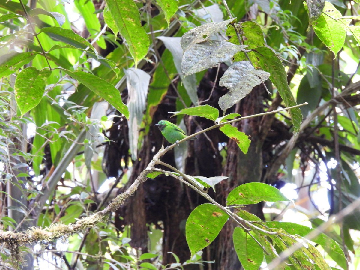 Orange-eared Tanager - ML371470261