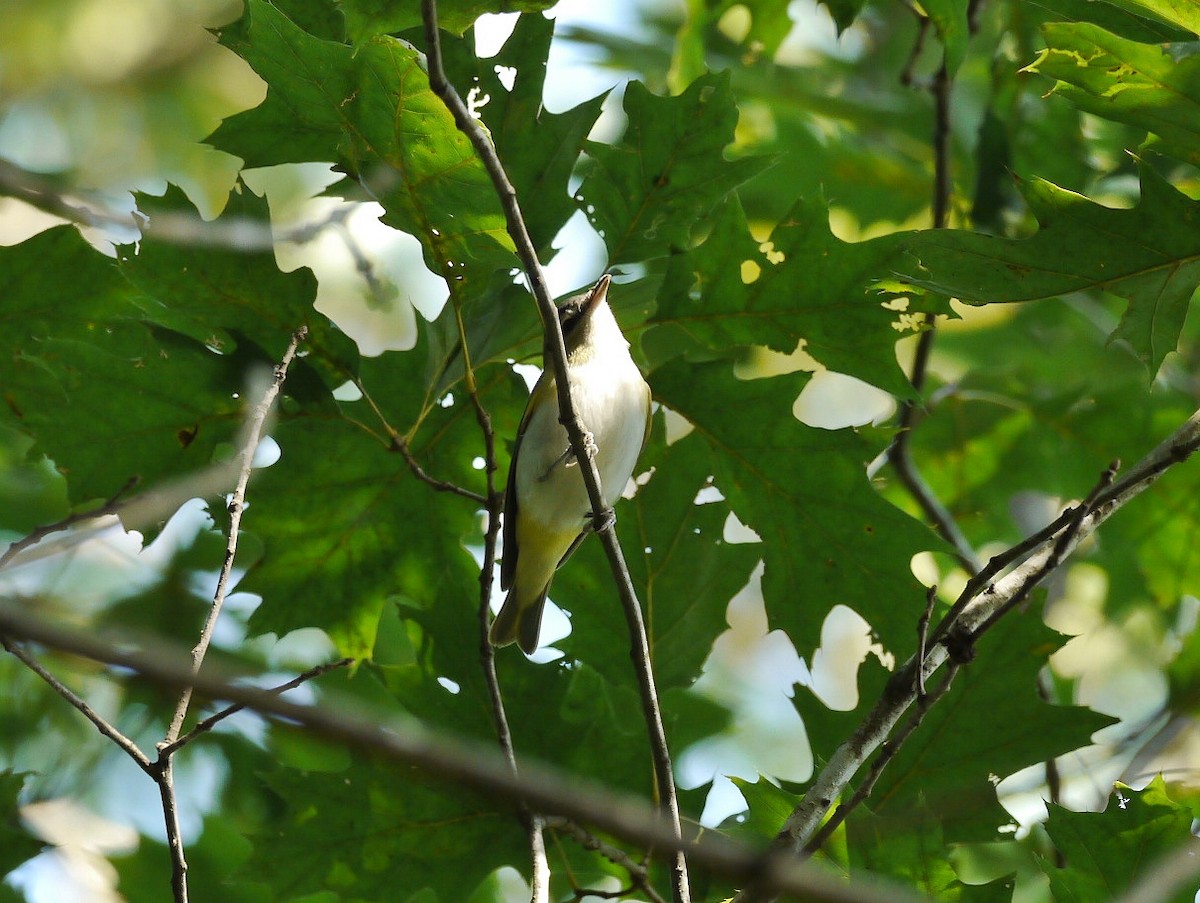 Red-eyed Vireo - ML371470441