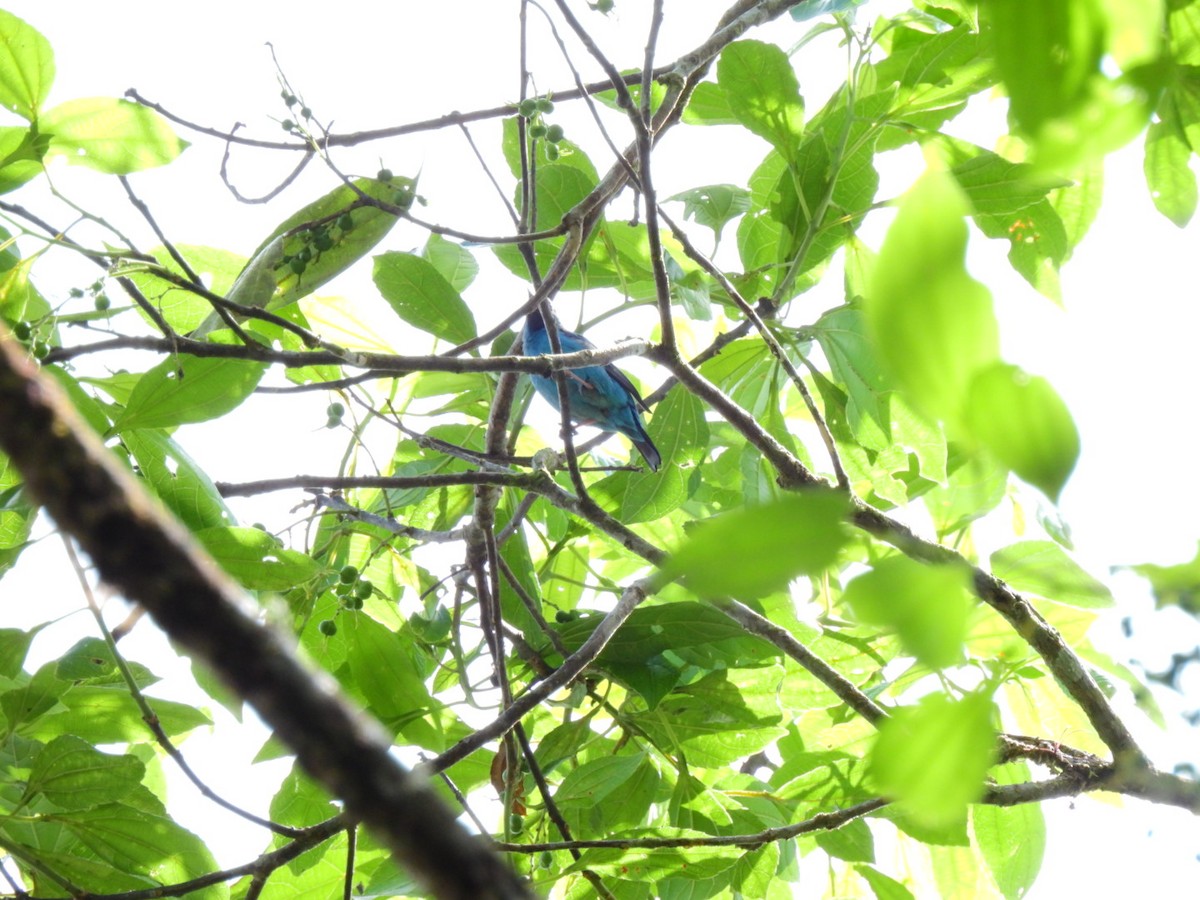 Blue Dacnis - Luis Alberto Salagaje Muela