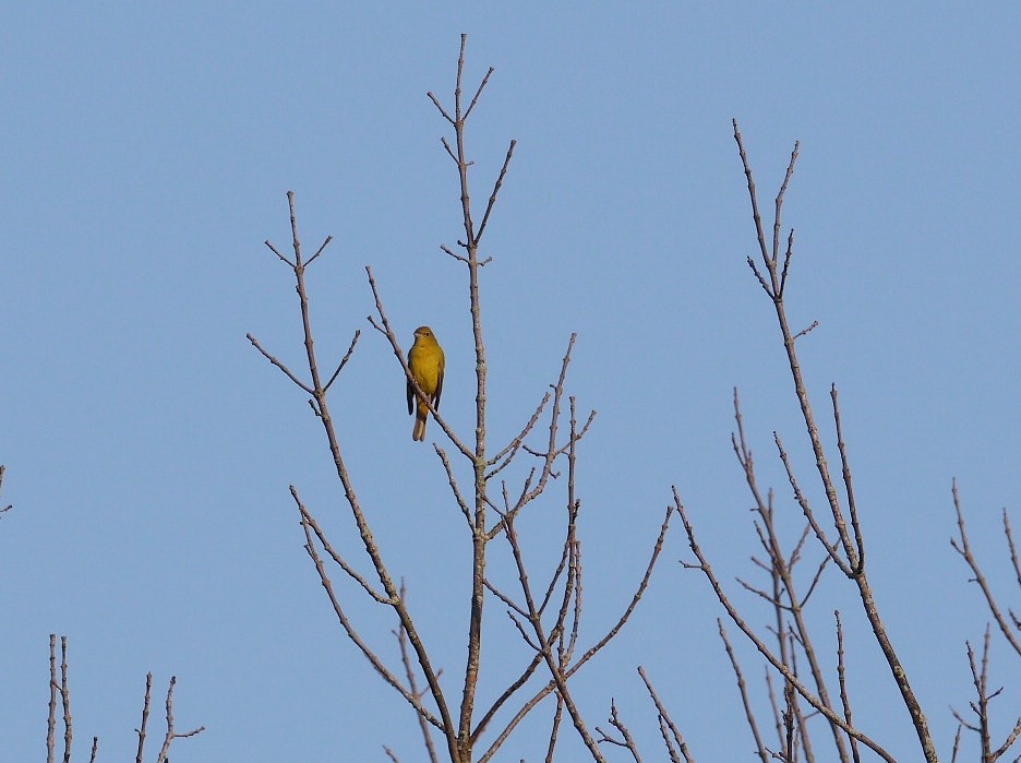 Summer Tanager - ML371470601