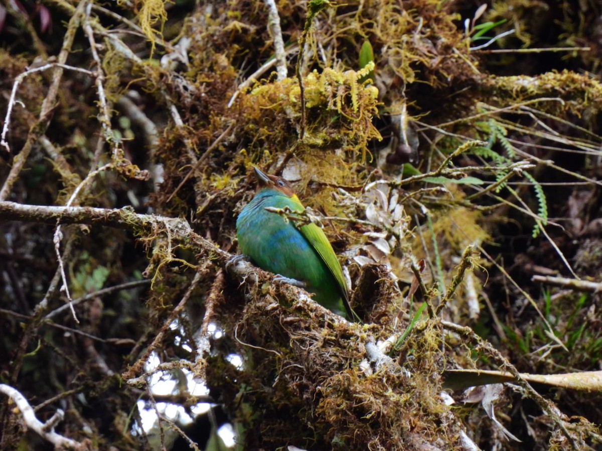 Bay-headed Tanager - Luis Alberto Salagaje Muela