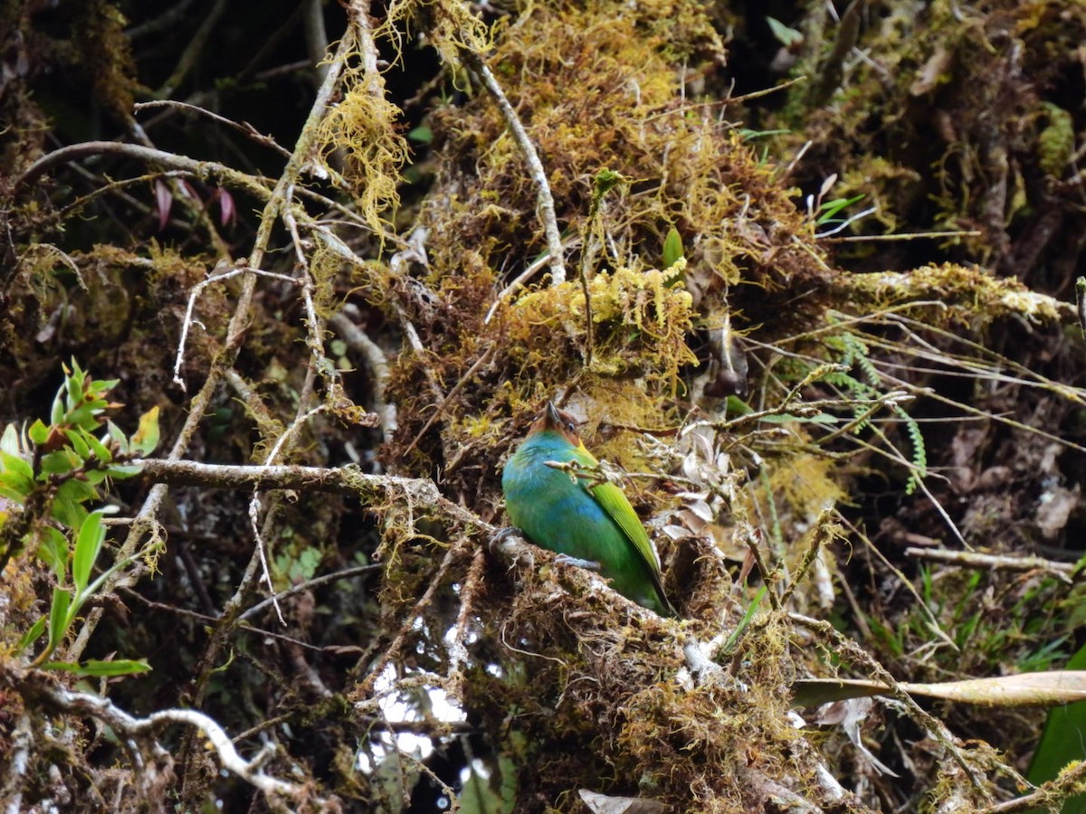 Bay-headed Tanager - ML371470651