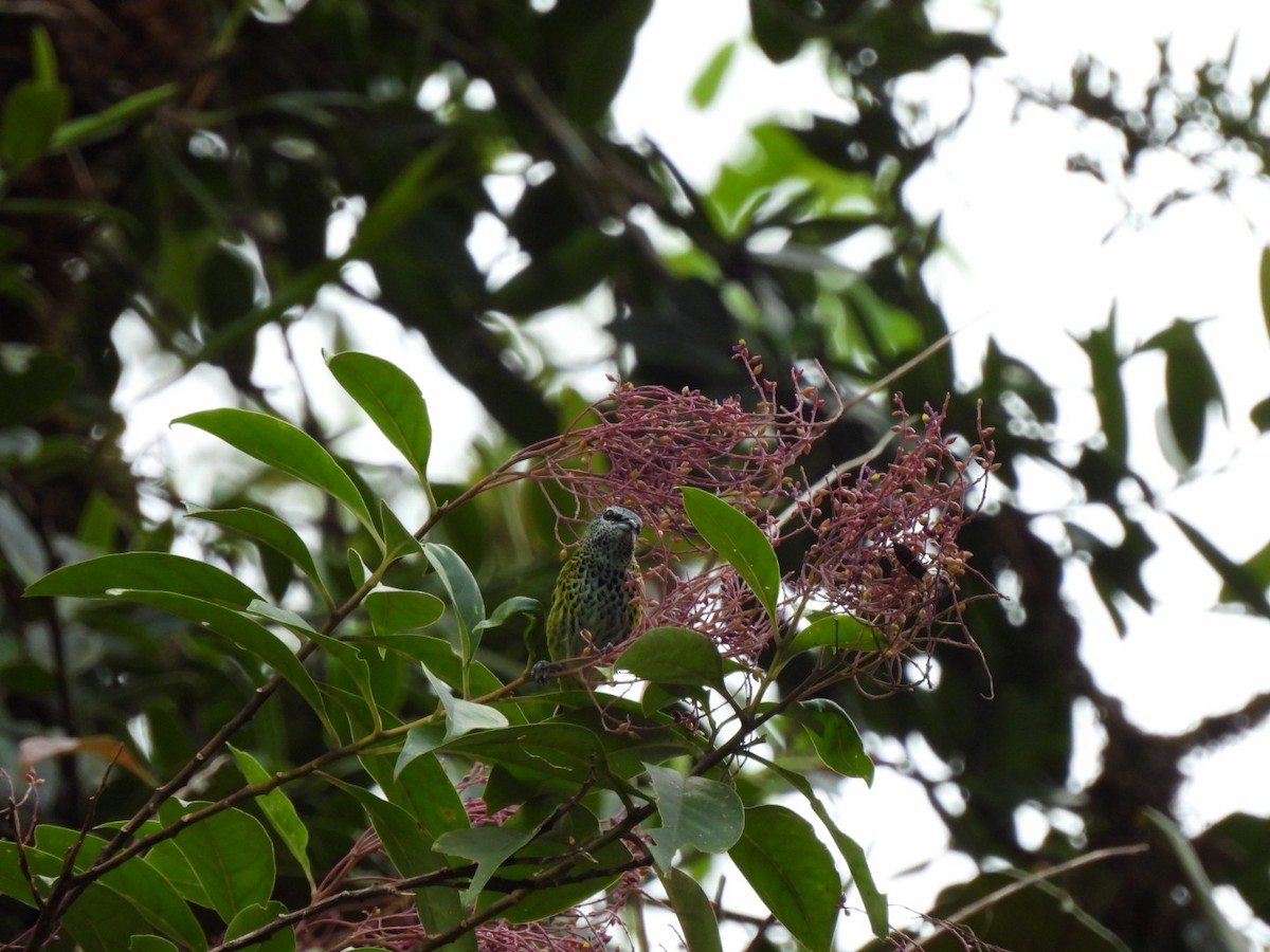 Spotted Tanager - Luis Alberto Salagaje Muela