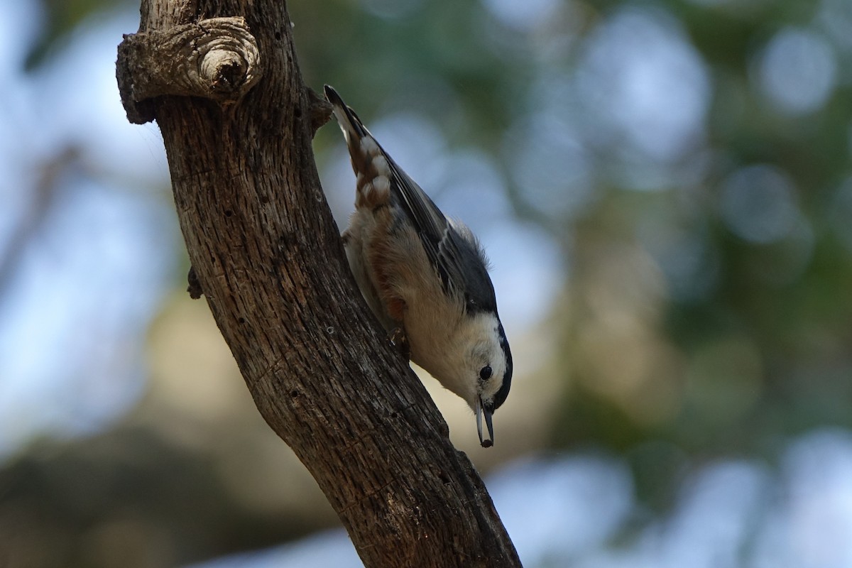 White-breasted Nuthatch - Shawn Nielsen