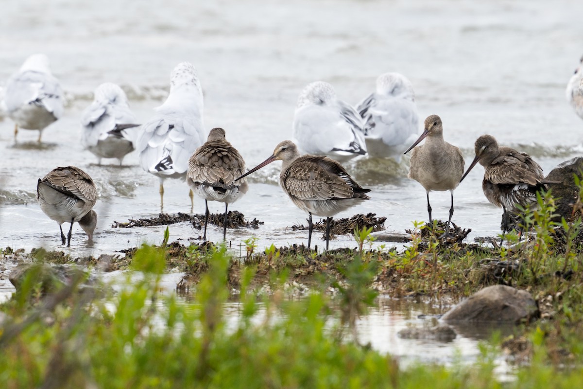 Hudsonian Godwit - Old Bird