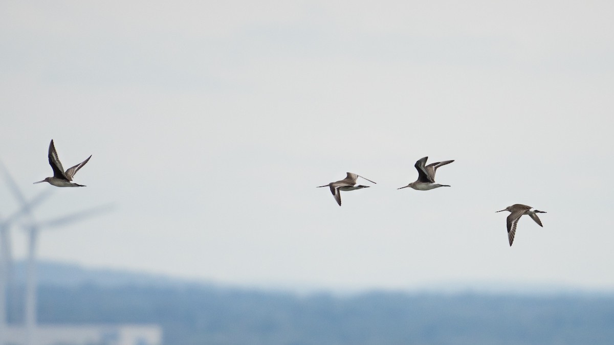 Hudsonian Godwit - Old Bird