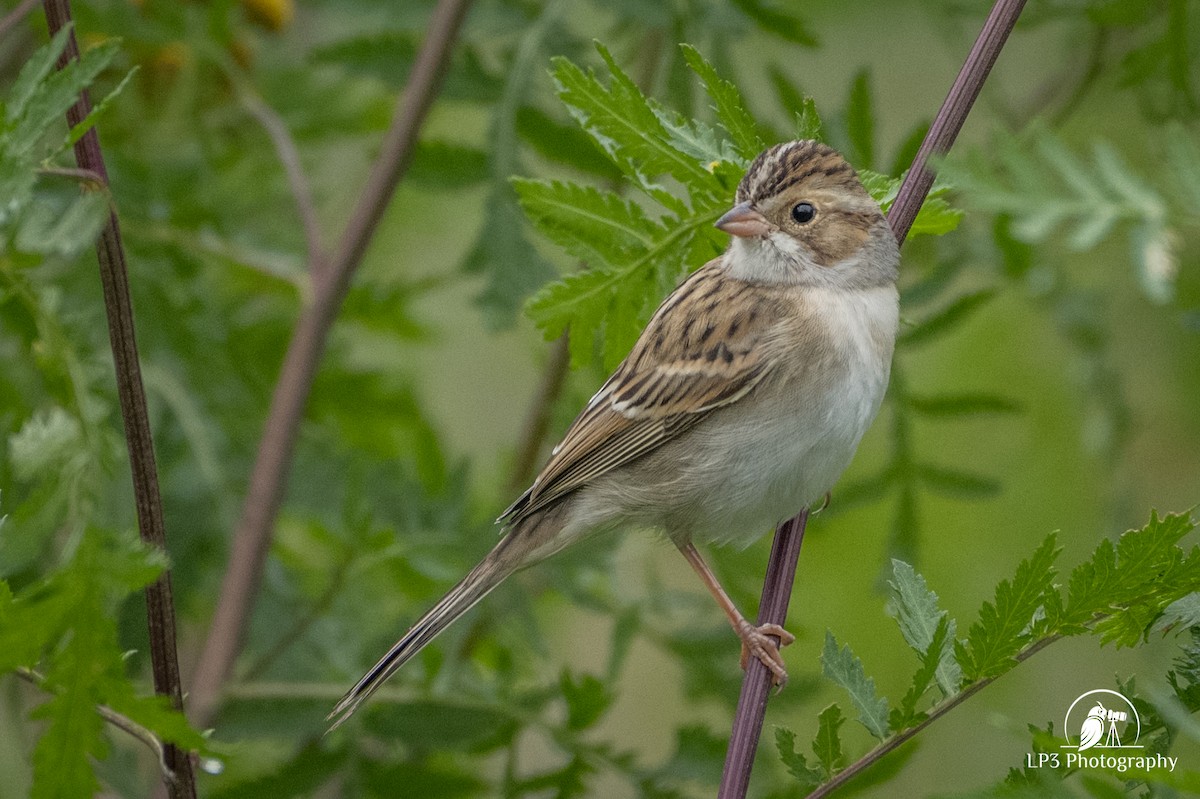 Clay-colored Sparrow - ML371473681