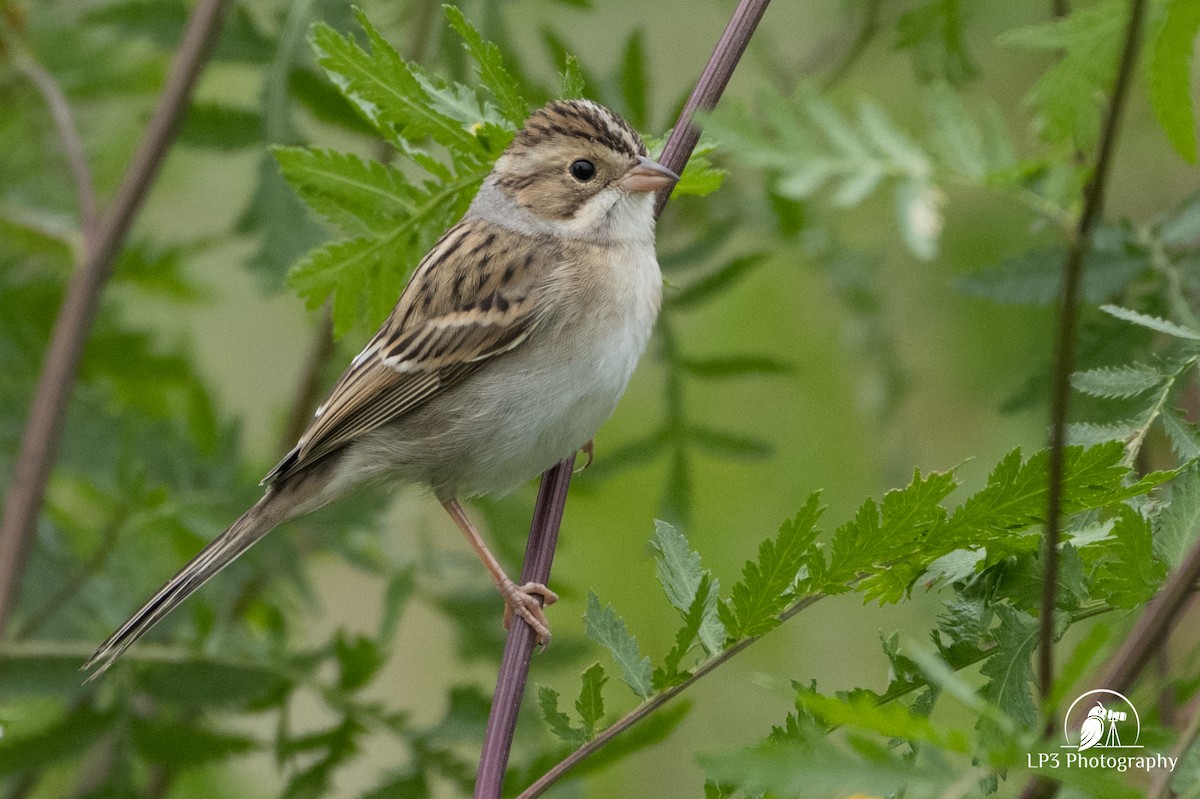 Clay-colored Sparrow - ML371473691