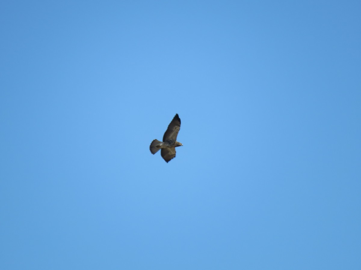 Swainson's Hawk - ML371473771