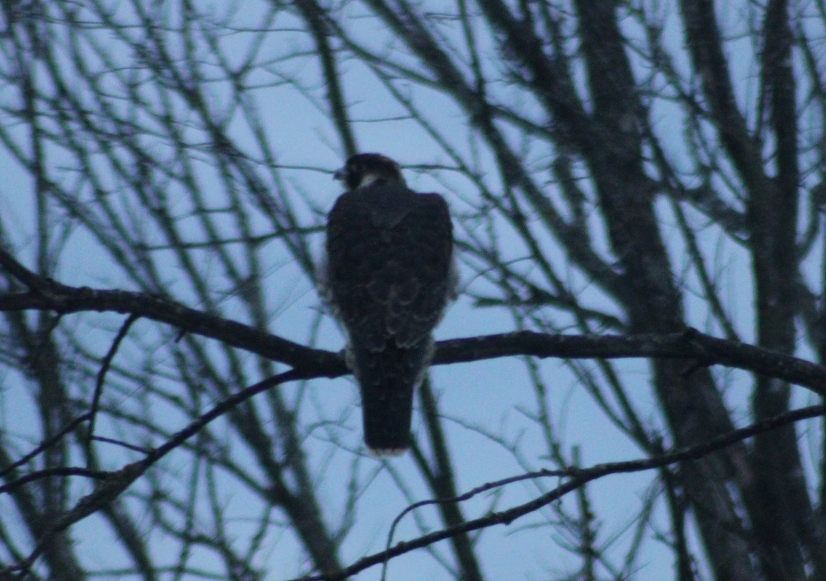 Peregrine Falcon - Alex Marine