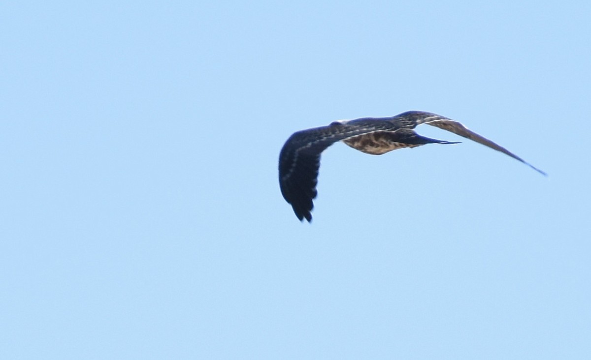 Mississippi Kite - ML371476381